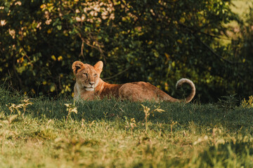 Lion cub lying in the grass at dawn, Masai Mara