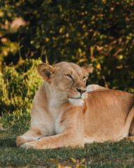 Lioness surveying the savanna at golden hour, Masai Mara