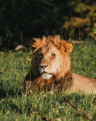 Majestic lion basking in Ol Pejeta, Kenya's sunlight