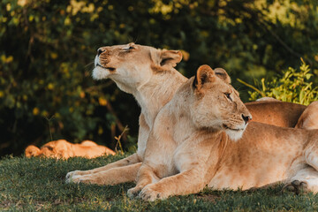 Lions lounging in grass, Ol Pejeta Conservancy, Kenya