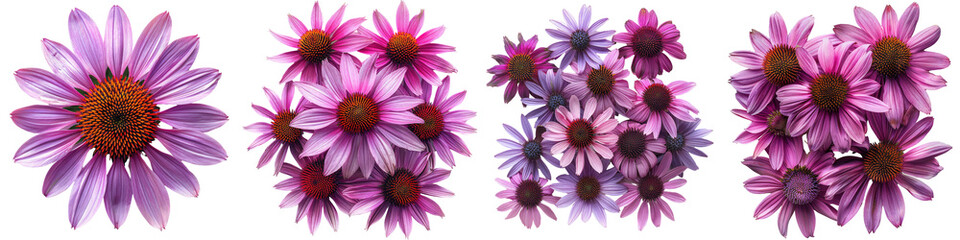 Purple Coneflower Flowers Top View Hyperrealistic Highly Detailed Isolated On Transparent Background Png File