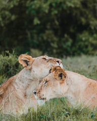 Lioness playfully engaging with cub, Ol Pejeta