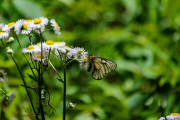 デイジーの蜜を吸うウスバシロチョウ