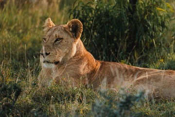 Obraz premium Lioness in repose, soft gaze, Ol Pejeta Conservancy.