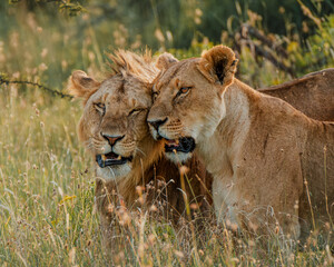 Bonding lions in warm Ol Pejeta light