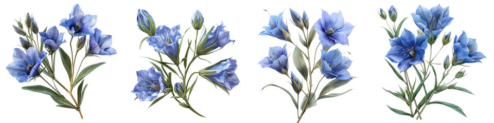 Prairie Gentian Flowers Hyperrealistic Highly Detailed Isolated On Transparent Background Png File