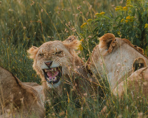 Bonding lions in warm Ol Pejeta light