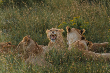 Bonding lions in warm Ol Pejeta light