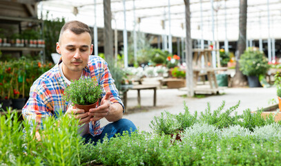 Positive smiling man choosing ornamental plants to decorate home courtyard at local garden center, looking with interest at potted fragrant thyme