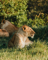 Lioness in repose, soft gaze, Ol Pejeta Conservancy.