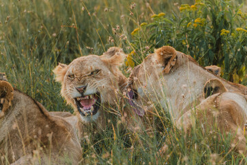 Bonding lions in warm Ol Pejeta light