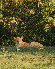 Lioness in repose, soft gaze, Ol Pejeta Conservancy.