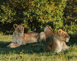 Naklejka premium Lioness in repose, soft gaze, Ol Pejeta Conservancy.
