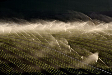 Irrigation Abstract. Small lettuce plants get watered after planting, Salinas Valley, California 
