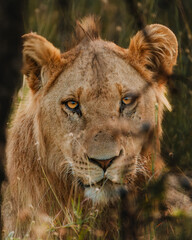 Close-up of a contemplative lion, Ol Pejeta, Kenya