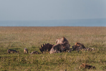 Lions feast on prey with hyena, Ol Pejeta, Kenya