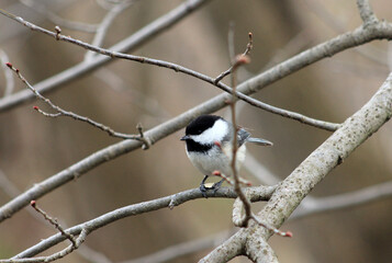 it bird sitting on branch