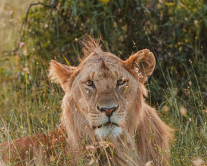 Obraz premium Close-up of a contemplative lion, Ol Pejeta, Kenya
