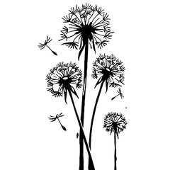 Dandelion Silhouette, Black and White, Nature and Growth Concept