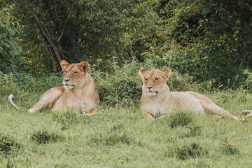 Alert lioness with cubs in a lush Masai Mara scene.