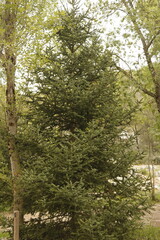 PARQUE NATURAL SIERRA DE LAS NIEVES. ANDALUCIA. ESPAÑA. 