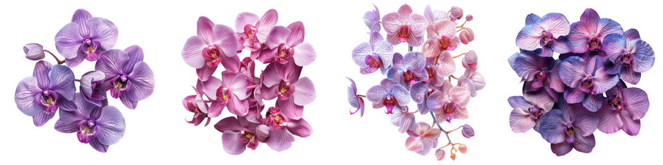 Fototapeta na wymiar Orchids Flowers Top View Hyperrealistic Highly Detailed Isolated On Transparent Background Png File