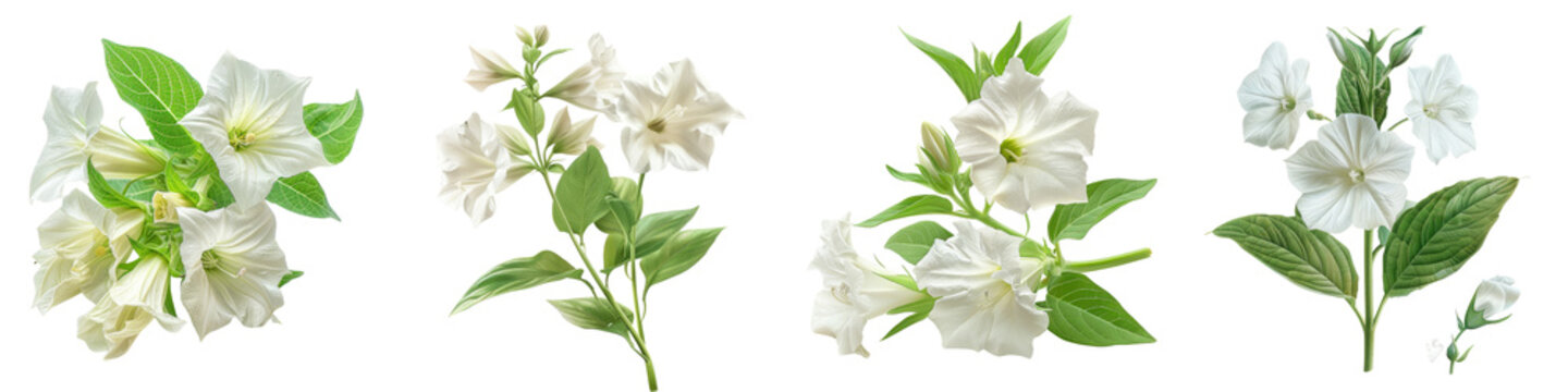Nicotiana (Flowering Tobacco) Flowers Hyperrealistic Highly Detailed Isolated On Transparent Background Png File