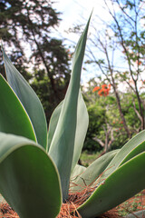 Obraz premium La planta se está abriendo