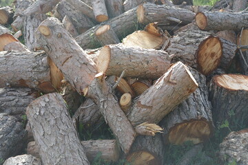 SIERRA DE LAS NIEVES. ANDALUCIA. ESPAÑA.