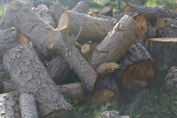 SIERRA DE LAS NIEVES. ANDALUCIA. ESPAÑA.