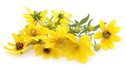 Fresh yellow flowers in glass water Isolated on white background
