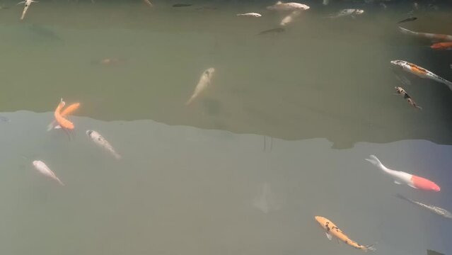Natural pond containing tilapia fish