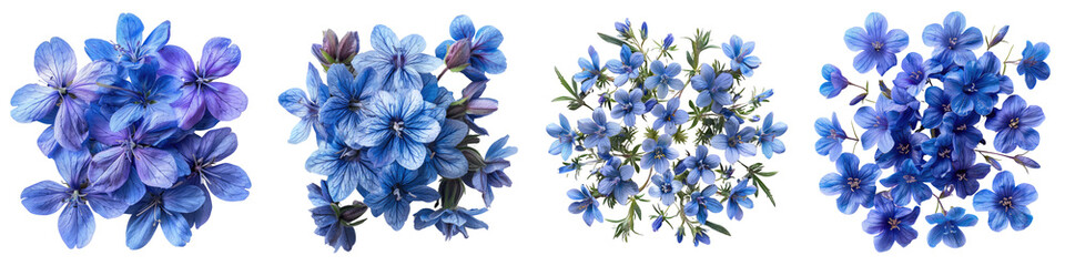 Lobelia Flowers Top View Hyperrealistic Highly Detailed Isolated On Transparent Background Png File