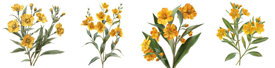 Hoary Puccoon Flowers Hyperrealistic Highly Detailed Isolated On Transparent Background Png File