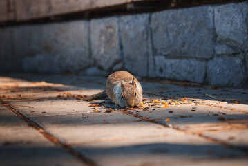 Squirrel eating on pavement surrounded by seeds. Urban setting with stone wall. Warm sunlight,...
