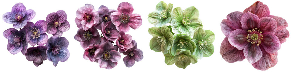 Hellebores Flowers Top View Hyperrealistic Highly Detailed Isolated On Transparent Background Png File