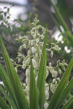 La flor nacional de El Salvador, la flor de Izote