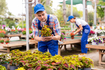 In flowers section, sales man inspects new arrival of ornamental plants. He squatted down, examined solenostemon with maroon-green leaves features of plant, preparing for consultation with buyers