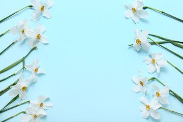 Beautiful daffodil flowers on blue background