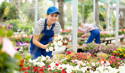 Female flower shop worker changes arrangement of pots with petunia atkinsiana and improves appearance of window. Merchandiser girl inspects showcase with decorative indoor plants in supermarket