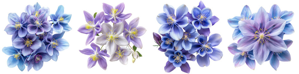 Columbine Flowers Top View Hyperrealistic Highly Detailed Isolated On Transparent Background Png File