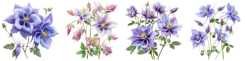 Columbine Flowers Hyperrealistic Highly Detailed Isolated On Transparent Background Png File