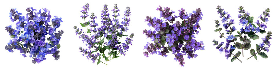 Catmint Flowers Top View Hyperrealistic Highly Detailed Isolated On Transparent Background Png File