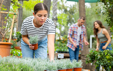 In potted flower shop, girl inspects young helichrysum plant in pot. She is interested in new...