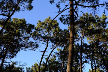 A tight frame of the trunks of a pine tree forest. La Turballe, France - April 28, 2024.