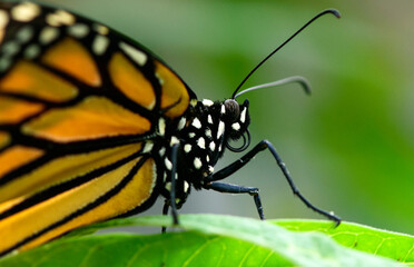 The Monarch Butterfly close up