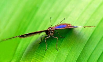 The Danaid eggfly male butterfly on the green leaf