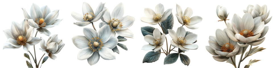 Bloodroot Flowers  Hyperrealistic Highly Detailed Isolated On Transparent Background Png File