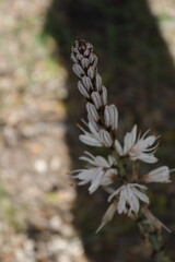 PARQUE NATURAL SIERRA DE LAS NIEVES. ANDALUCIA. ESPAÑA. 