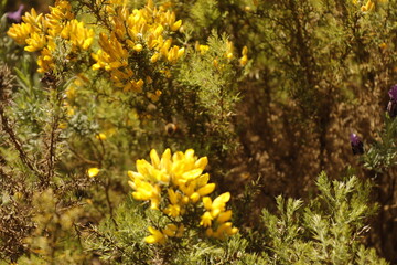 SIERRA DE LAS NIEVES. ANDALUCIA. ESPAÑA. 